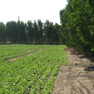 Pierfrancesco De Simone - Wafra Golf Farm